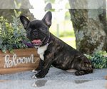 Puppy Midge Faux Frenchbo Bulldog