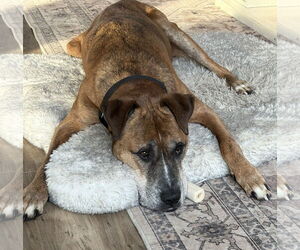 Brutus - Male German Shepherd Dog-Great Dane Mix Dog for Adoption - Photo #2