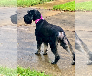 Mother of the Schnauzer (Giant) puppies born on 07/25/2026