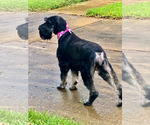 Small Photo #1 Schnauzer (Giant) Puppy For Sale in HOUSTON, TX, USA