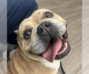 American Bulldog Dogs for adoption in Martinez, CA, USA