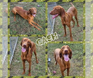 Vizsla Dogs for adoption in Blacksburg, SC, USA