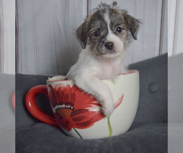 Medium Photo #3 Shih Tzu-Unknown Mix Puppy For Sale in Huntley, IL, USA