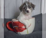 Small #2 Shih Tzu Mix