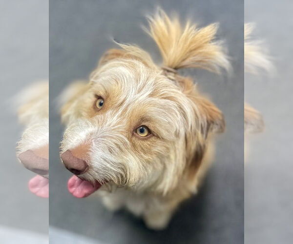Medium Photo #3 Goldendoodle (Miniature) Puppy For Sale in Corona, CA, USA