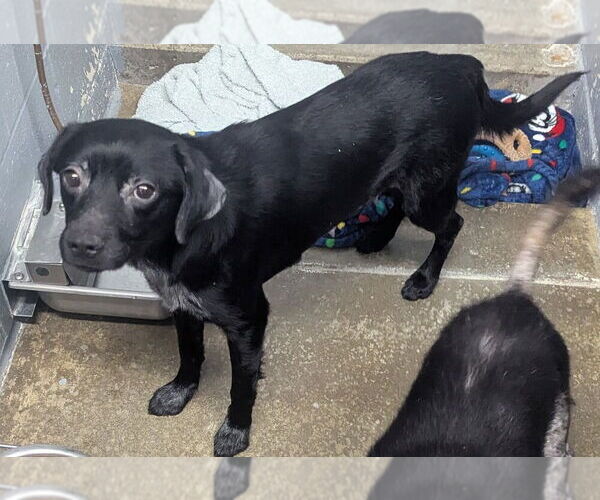 Medium Photo #3 Mutt Puppy For Sale in Evansville, IN, USA