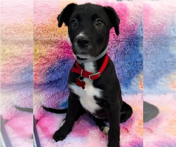 Medium Photo #1 American Staffordshire Terrier-Labrador Retriever Mix Puppy For Sale in Lakewood, CO, USA