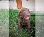 Small #2 Labrador Retriever Mix