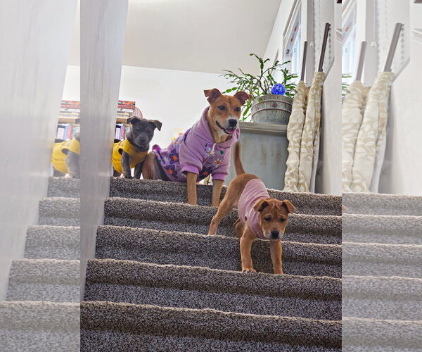 Medium Photo #4 Labrador Retriever-Unknown Mix Puppy For Sale in Sandy, UT, USA
