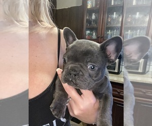 French Bulldog Puppy for Sale in STANLEY, North Carolina USA