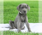 Small #3 Great Dane