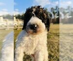 Small Photo #3 Poodle (Standard) Puppy For Sale in IRWINTON, GA, USA