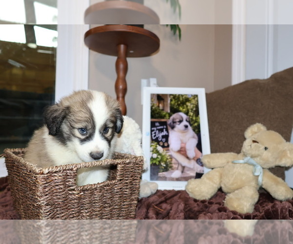 Medium Photo #8 Aussie Pyrenees Puppy For Sale in LEXINGTON, SC, USA