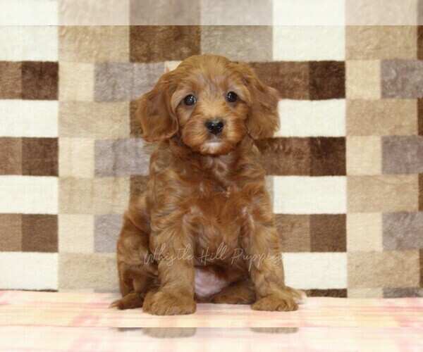 Medium Photo #3 Cavapoo (Miniature) Puppy For Sale in DENVER, PA, USA