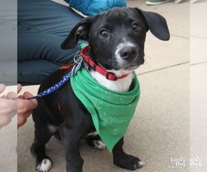 Chihuahua-Unknown Mix Dogs for adoption in Washington, DC, USA