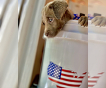 Small Photo #18 Labrador Retriever Puppy For Sale in ALEXANDRIA, VA, USA