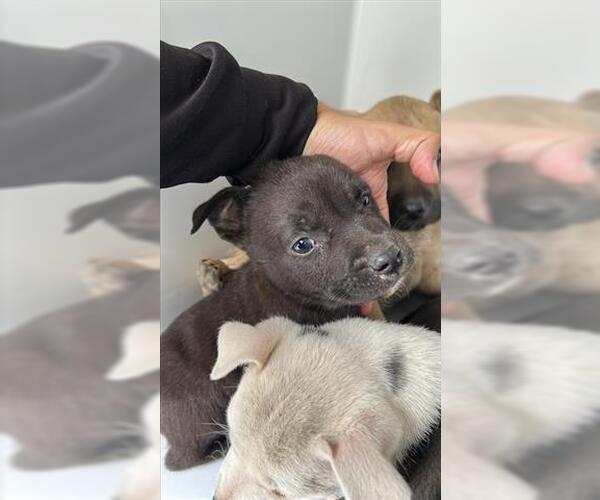 Medium Photo #1 Shepradors Puppy For Sale in Houston, TX, USA