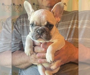 French Bulldog Puppy for sale in CLIO, MI, USA