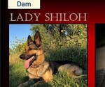 Small #6 German Shepherd Dog