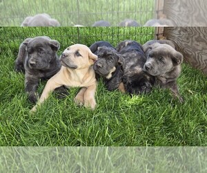 Cane Corso Puppy for sale in NAPPANEE, IN, USA