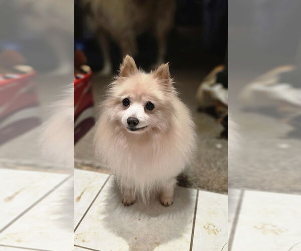 Medium Photo #2 Pomeranian Puppy For Sale in Aurora, IN, USA