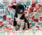 Small Photo #6 Australian Cattle Dog-Border Collie Mix Puppy For Sale in LAKELAND, FL, USA