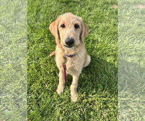 Goldendoodle Dogs for adoption in Columbus, IN, USA