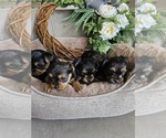 Small #6 Yorkshire Terrier
