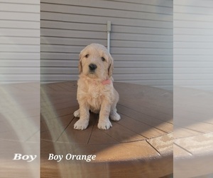 Goldendoodle Puppy for sale in WALNUT, IA, USA
