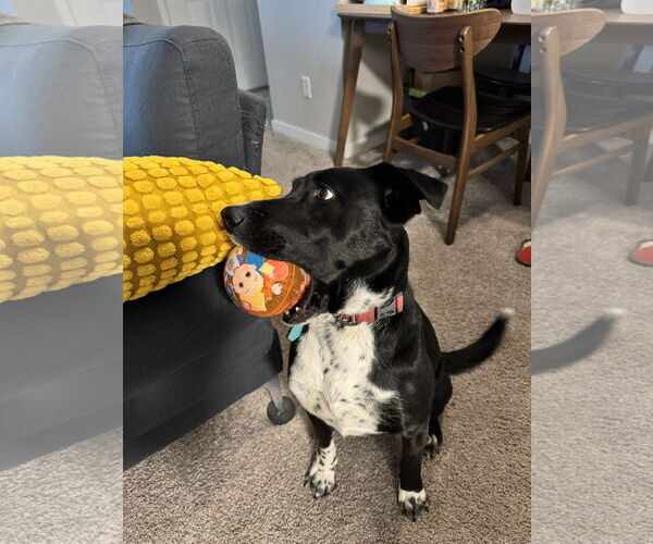Medium Photo #2 Labrador Retriever-Unknown Mix Puppy For Sale in Fort Collins, CO, USA