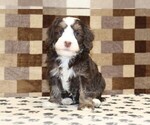 Small #2 Bernedoodle (Miniature)