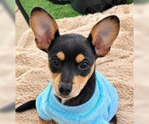 Carl - Male Chihuahua-Unknown Mix Dog for Adoption - Photo #2