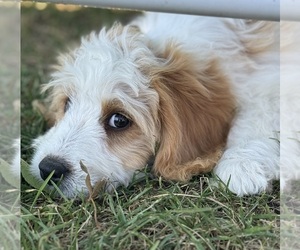 Miniature Bernedoodle Puppy for sale in LONGMONT, CO, USA