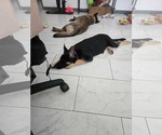 Small #12 German Shepherd Dog