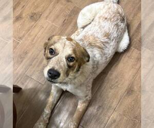 Mutt Dogs for adoption in Woodbury, NY, USA