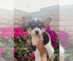 Puppy 2 Pembroke Welsh Corgi