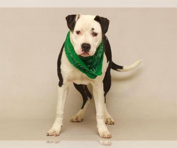 Medium Photo #1 Dalmatian-Unknown Mix Puppy For Sale in Sanford, FL, USA