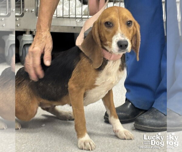 Medium Photo #3 Beagle-Unknown Mix Puppy For Sale in Washington, DC, USA