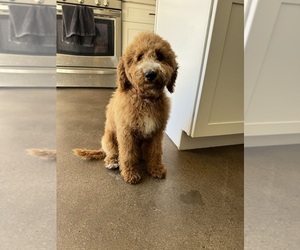 Goldendoodle-Poodle (Miniature) Mix Puppy for sale in ANAHEIM, CA, USA