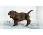 Small Photo #5 Labrador Retriever Puppy For Sale in CLARE, MI, USA