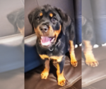 Small Photo #18 Rottweiler Puppy For Sale in HEMINGWAY, SC, USA