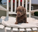 Small #2 Labrador Retriever
