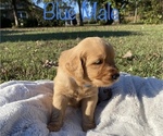 Small Photo #1 Golden Retriever Puppy For Sale in TUSCALOOSA, AL, USA
