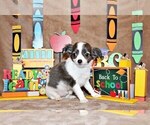 Small #2 Chihuahua
