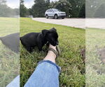 Small #2 Bulldog-Staffordshire Bull Terrier Mix