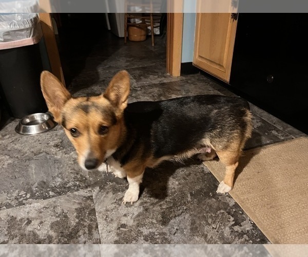 Medium Photo #1 Pembroke Welsh Corgi Puppy For Sale in ROCKFORD, IL, USA