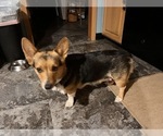 Small Photo #1 Pembroke Welsh Corgi Puppy For Sale in ROCKFORD, IL, USA