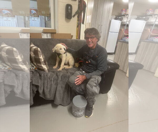 Medium Photo #5 Great Pyrenees-Unknown Mix Puppy For Sale in Hamilton, MT, USA