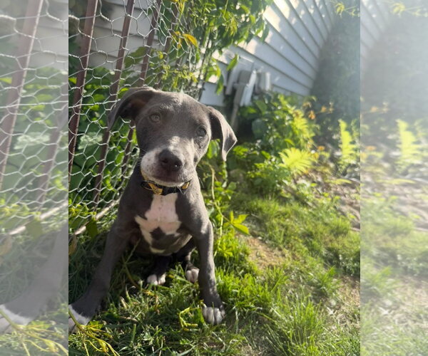 Medium Photo #2 Catahoula Leopard Dog-Unknown Mix Puppy For Sale in New London, WI, USA