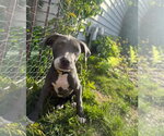 Small #1 Catahoula Leopard Dog Mix